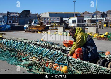 Schottische Nordseefischer reparieren Netze in Peterhead, Schottland, April 2014. Immigranten sind zu einem Stützpfeiler der schottischen Landwirtschaft und Fischerei geworden. Wanderarbeiter aus Osteuropa suchen Beschäftigung und einen Neuanfang und sind bereit, Arbeitsplätze zu schaffen, die die Menschen vor Ort nicht tun, um Boote zu besetzen und in Fischfabriken zu arbeiten. John Cox, Vorsitzender der Scottish Seafood Association, sagte: „Ohne die ethnischen Arbeiter hätten wir ein großes Kapazitätsproblem bei der Verarbeitung aller Fische, die angelandet werden. Das Problem im Nordosten ist, dass die Öl- und Energiebeschäftigung alle verfügbaren lokalen Arbeitskräfte anzieht. Stockfoto