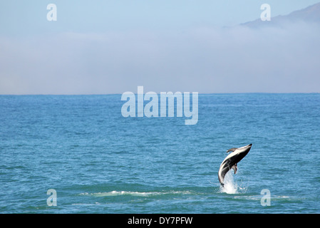 Altrosa Delphin, Lagenorhynchus Obscurus, springen, Kaikoura, Südinsel, Neuseeland Stockfoto