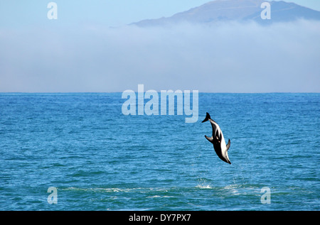 Altrosa Delphin, Lagenorhynchus Obscurus, springen, Kaikoura, Südinsel, Neuseeland Stockfoto