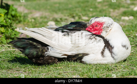 Weiße und Schwarze häuslich Muscovy Duck down außerhalb Festlegung auf Gras. Stockfoto