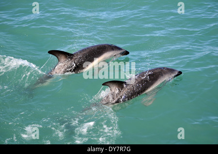 Dusky Delphine, Lagenorhynchus Obscurus, Kaikoura, Südinsel, Neuseeland Stockfoto