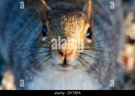 Graue Eichhörnchen auf einem eisigen Tag Stockfoto