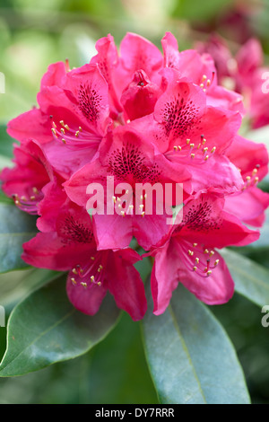 Rhododendron Nova Zembla, Rhodo. Strauch, Mai. Rosa Blüten. Stockfoto