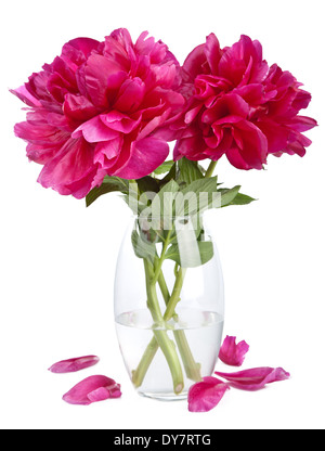 Pfingstrose Blumen in Vase isoliert Stockfoto