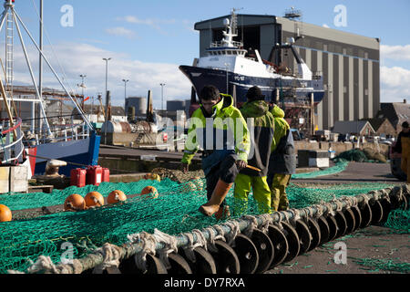 Schottische Nordseefischer reparieren Netze in Peterhead, Schottland, April 2014. Immigranten sind zu einem Stützpfeiler der schottischen Landwirtschaft und Fischerei geworden. Wanderarbeiter aus Osteuropa suchen Beschäftigung und einen Neuanfang und sind bereit, Arbeitsplätze zu schaffen, die die Menschen vor Ort nicht tun, um Boote zu besetzen und in Fischfabriken zu arbeiten. John Cox, Vorsitzender der Scottish Seafood Association, sagte: „Ohne die ethnischen Arbeiter hätten wir ein großes Kapazitätsproblem bei der Verarbeitung aller Fische, die angelandet werden. Das Problem im Nordosten ist, dass die Öl- und Energiebeschäftigung alle verfügbaren lokalen Arbeitskräfte anzieht. Stockfoto