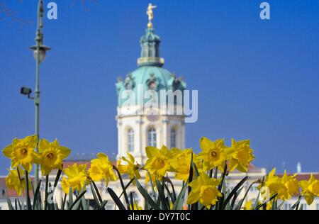 Berlin, Deutschland. 29. März 2014. Narzissen blühen im Park vor Schloss Charlottenburg in Berlin, Deutschland, 29. März 2014. Foto: Soeren Stache/Dpa/Alamy Live News Stockfoto