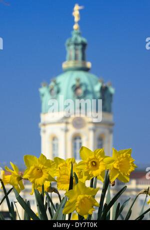 Berlin, Deutschland. 29. März 2014. Narzissen blühen im Park vor Schloss Charlottenburg in Berlin, Deutschland, 29. März 2014. Foto: Soeren Stache/Dpa/Alamy Live News Stockfoto