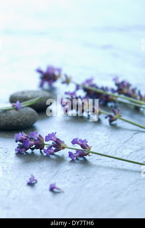 Zweige von Lavendel (Lavendula Angustifolia) und graue Kieselsteine Stockfoto