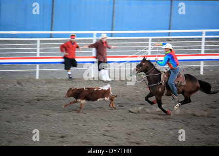 Abseilen, Cody Nite Rodeo, Cody, Wyoming, USA Stockfoto