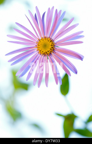 Nahaufnahme von Aster, Staude, September. Einzelne lila Blume. Stockfoto