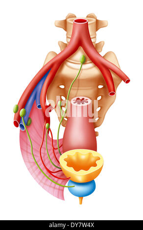 Anatomie Stockfoto