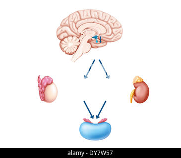 Hormonzyklus, Zeichnung Stockfoto