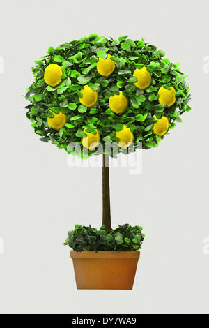 Zitronenbaum in einem Topf, Grafiken Stockfoto