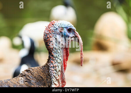 Wilder Truthahn (Meleagris Gallopavo), Gefangenschaft, Welt der Vögel Wildlife Sanctuary und Affenpark, Hout Bay, Western Cape Stockfoto