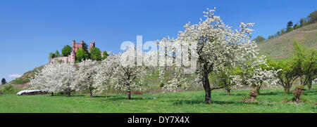 Blühende Obstbäume, hinter Schloss Ortenberg Schloss in Offenburg, Schwarzwald, Baden-Württemberg, Deutschland Stockfoto