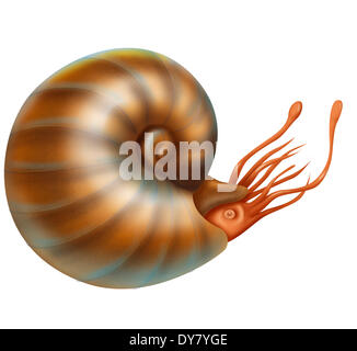 Ammoniten-Zeichnung Stockfoto