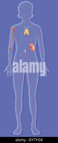 Immunsystem, Abbildung Stockfoto