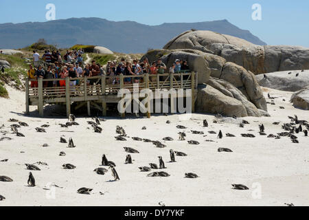 Touristen, die gerade Jackass Pinguine (Spheniscus Demersus) am Strand, die Felsen, Simons Town, Western Cape, Südafrika Stockfoto