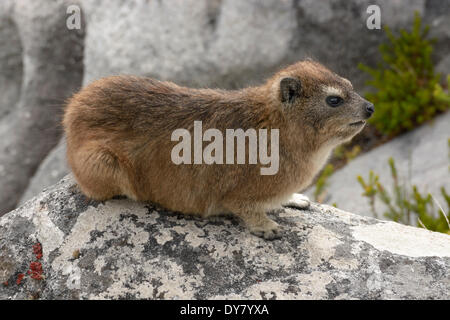 Rock Hyrax (Procavia Capensis) am Tafelberg, Cape Town, Western Cape, Südafrika Stockfoto