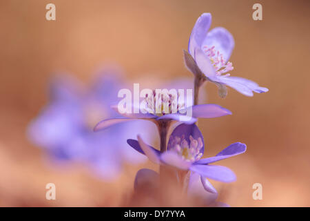 Leberblümchen (Hepatica Nobilis), Tirol, Österreich Stockfoto