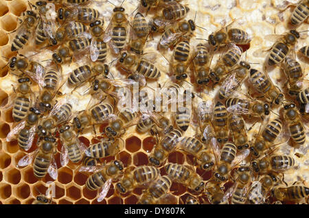 Honigbienen (Apis Mellifera) auf eine Honigwabe mit teilweise verdeckelten Zellen Stockfoto