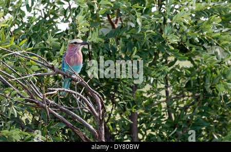 lila Walze Vogel in Afrika Krüger-Nationalpark Stockfoto