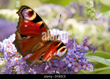 Tagpfauenauge, Inachis Io auf Buddleja 'Lochinch', Schmetterlingsstrauch. Stockfoto