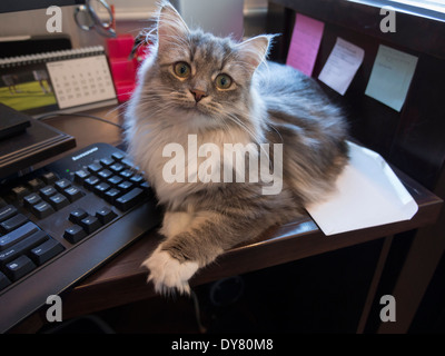 Graue Tabbykatze liegen neben Computer-Tastatur Stockfoto
