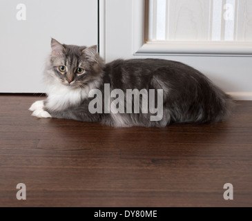 Sibirische Waldkatze Stockfoto