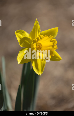 Narzissen im Frühjahr Stockfoto
