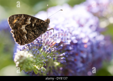 Äsche, Hipparchia Semele Schmetterling auf Buddleja 'Lochinch', Strauch. Juli. Sommer. Stockfoto