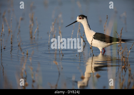 Gemeinsamen Stelzenläufer (Himantopus Himantopus) Stockfoto