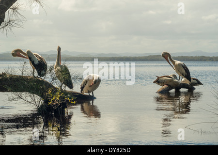 Australien, New South Wales Myall Lakes National Park, Groupf der Pelikane (Pelecanus Conspicillatus) Stockfoto