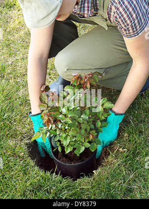 Weibliche Gärtner versucht vergossen Rosen Strauch in das gegrabene Loch in ihrem Hinterhofgarten Stockfoto