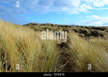 In den Dünen am Strand von Ainsdale Stockfoto