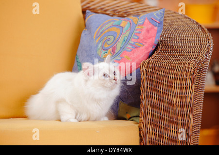 Heiligen Katze von Birma, Lilac-Tabby-Point, auf Korb-Stuhl sitzend Stockfoto