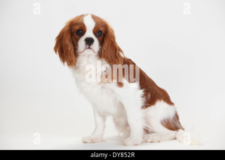 Cavalier King Charles Spaniel, Blenheim, Männlich Stockfoto