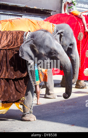 Elefanten auf der Straße in Colombo, Sri Lanka Stockfoto