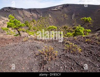 Kiefern wachsen in den Krater des Vulkans San Antonio in der Nähe der Stadt Los Canarios auf der Kanareninsel La Palma. Stockfoto