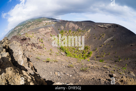 Kiefern wachsen in den Krater des Vulkans San Antonio in der Nähe der Stadt Los Canarios auf der Kanareninsel La Palma. Stockfoto