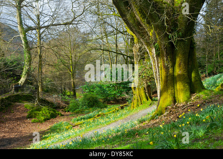 Narzissen in Doras Field, Rydal, Nationalpark Lake District, Cumbria, England UK Stockfoto