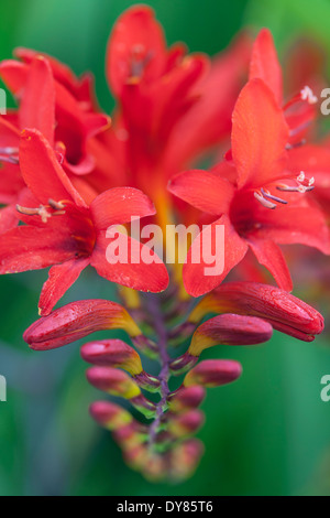 Nahaufnahme von Crocosmia Lucifer, Montbretia. Staude, September. Leuchtend rote Blume. Stockfoto