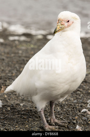 Eine verschneite Scheidenschnabel, Chionis Albus, in einer Königspinguin-Kolonie am Hafen von Gold, Süd-Georgien. Stockfoto