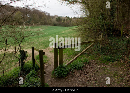 Mantel des Holzes, in der Nähe von Hyde Heide in Buckinghamshire.  Trainieren Sie auf den vorgeschlagenen HS2 Route durch die Chilterns Stockfoto