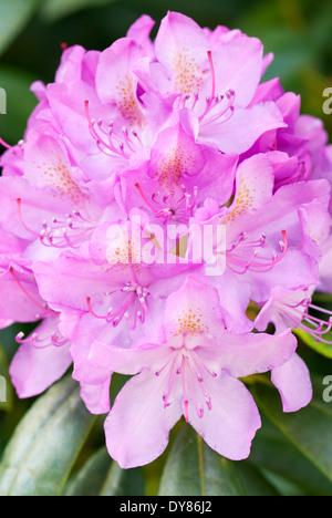 Rhododendron Roseum Elegans, Rhodo. Strauch, Mai. Rosa Blüten. Stockfoto