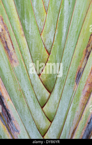 Ravenala madagascariensis. Reisende Palm Leaf blattstiele Muster Stockfoto