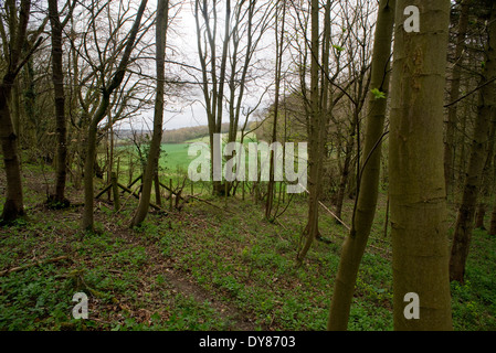 Mantel des Holzes, in der Nähe von Hyde Heide in Buckinghamshire.  Trainieren Sie auf den vorgeschlagenen HS2 Route durch die Chilterns Stockfoto