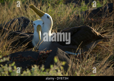 Winkte Albatros Diomedea Irrorata Erwachsene Paare schlafen Punta Suarez Espanola Hood Galapagos Ecuador Pazifik Südamerika Mai Stockfoto