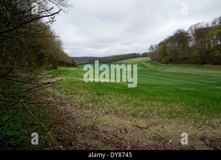 Mantel des Holzes, in der Nähe von Hyde Heide in Buckinghamshire.  Trainieren Sie auf den vorgeschlagenen HS2 Route durch die Chilterns Stockfoto