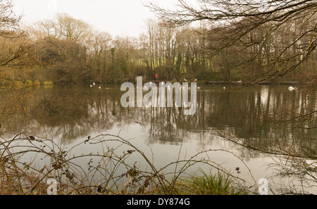 Tehidy Country Park Cornwall England UK nahe Camborne und Redruth mit Wäldern und Seen beliebte Touristenattraktion Stockfoto